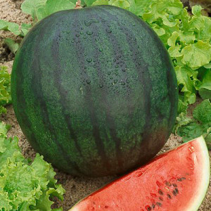 Sugar Baby Watermelon Plant