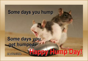wednesday-humpday-hump-day-hampster-hampsters-mouse-mice-rodent-cute ...
