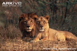 Asiatic lion and lioness