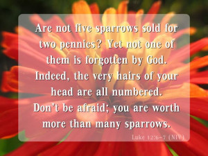 Luke 12:6-7 King James Version (KJV) 6 Are not five sparrows sold for ...
