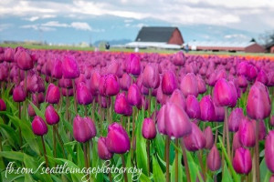 skagit Valley Tulip Festival every spring!! One of my favorite ...