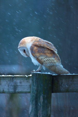 Photograph Barn Owl by Nigel Pye on 500px