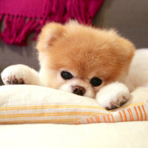 baby, boo, cute, dog, fluffly, fluffy, love, lovely, pets, pink, teddy ...