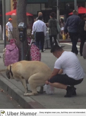 full grown dog in an Asian country, what are the odds.
