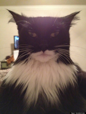 This Cat Looks Like Batman (PHOTO)