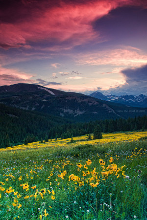 Alpine Sunflower Meadows Kkart