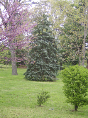 Nolensville Landscaping Landscaper Landscape Tn Tennessee Evergreen ...