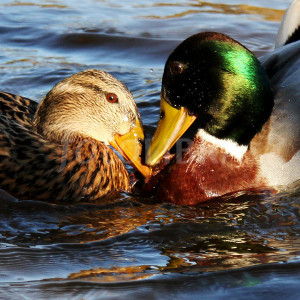 662488-two-ducks-kissing.jpeg