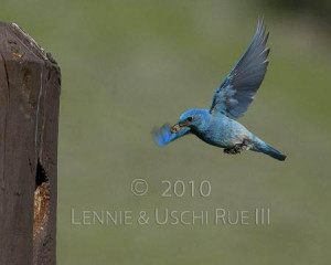 Male-Mountain-Bluebird-flying-to-nest-hole-with-food-for-young.
