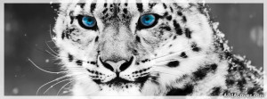 954-snow-leopard.jpg