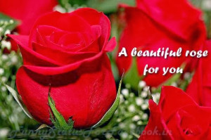 Happy Rose Day Quotes For Facebook !