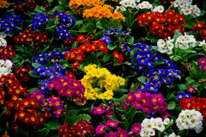 Colorful Flower Garden Vera