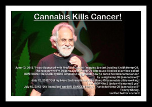 CANNABIS OIL KILLS CANCER CELLS, did you know that? Why are the ...