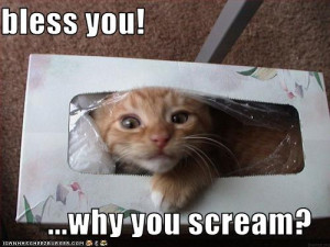 funny-pictures-cat-is-in-kleenex-box