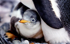 Gay' penguin couple given egg of their own
