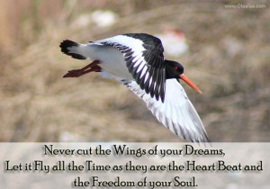 Never Cut The Wings of Your Dreams, Let It Fly All The Time As They ...