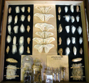 The Conservation Of Silk Moths In Cases For Nicholson Museum And