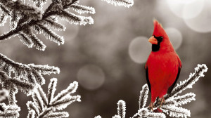 Northern Cardinal Bird Frozen Branch Desktop Wallpaper