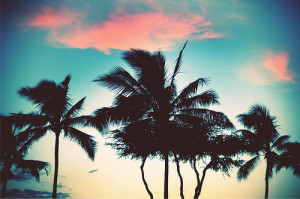 like a cute palm tree