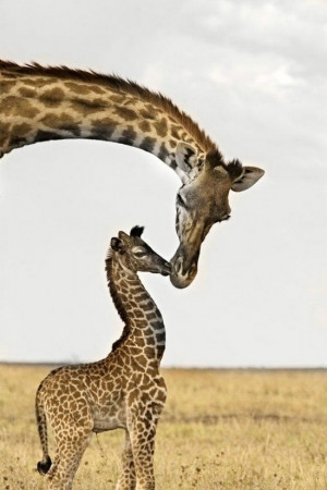 Funny mom and baby giraffe