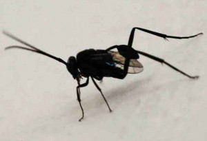 Ensign Wasp And Carpenter Bee Curacao