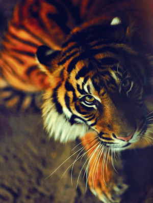 Tiger photography