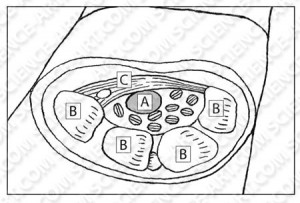 Carpal Tunnel Cross Section
