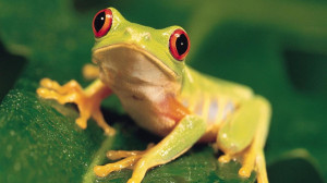 Funny Frogs Animals Wildlife Online HD Pictures With Resolutions 1366 ...