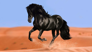 Black Horse HD Wallpapers