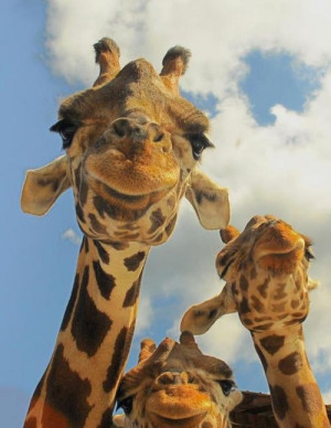 Happy Giraffes: Cute Animal Pictures