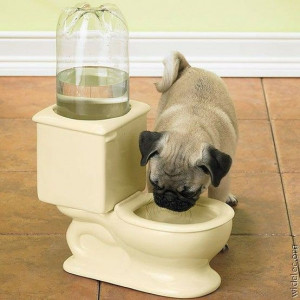 ... condone bad behavior! lol! Water, Cat, Small Dogs, Pets, Dogs Bowls