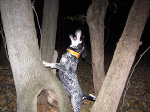 Coon Hunting Quotes Your kids coon hunting?