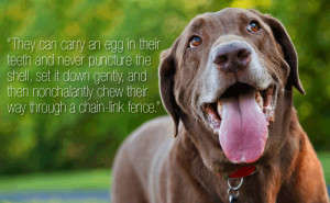 dog quote pic