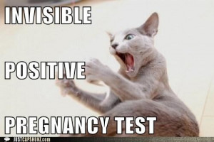 Cat-Pregnancy-Test-Meme