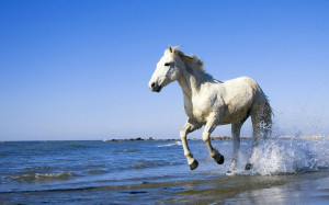 ... horse running through the sea | HD horses wallpapers - background