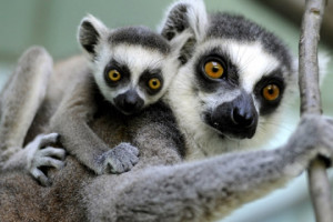 Categories: Funny Animals , Funny Compilations