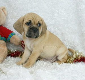 Puggle Pictures And Photos