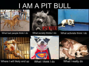 ... about the media s role in society s views on pit bulls after all i