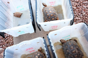 Desert tortoises at a sanctuary for abandoned pet tortoises in ...