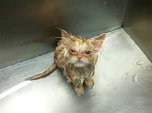 27 Evil Kids and Animals Silently Plotting Revenge (28 Pics) | Minion ...