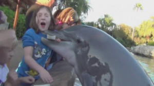 Dolphin Attacks Dolphin attack: shocking video