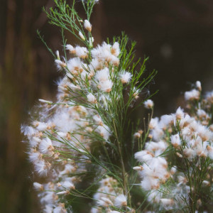 In the desert | Riparian Institute, Mesa Arizona