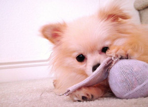 cute pomeranian puppy playing.jpg