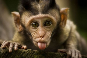 Cute Monkey!