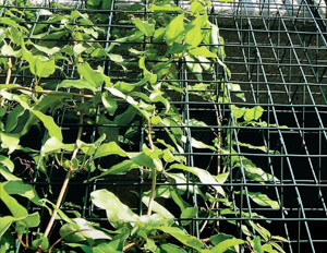 Greenscreen Trellis Panels