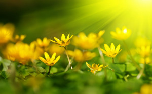 Yellow flowers sunshine Wallpapers Pictures Photos Images