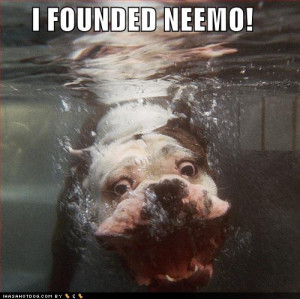 bull dog, cute, dog, finding nemo, funny, quote, text