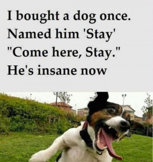 funny-picture-dog-name-pet-stay