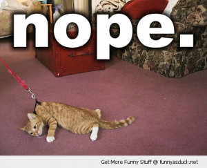 nope lazy cat walk leash lead animal lolcat funny pics pictures pic ...