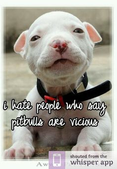 hate people who say pitbulls are vicious More